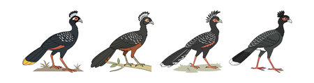 Charming Bare-Faced Curassow Illustrationのイラスト素材