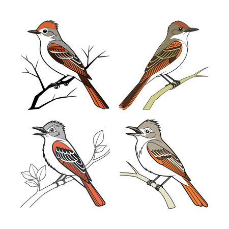 Realistic Ash-throated Flycatcher Bird Illustrationのイラスト素材