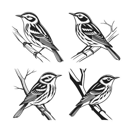 Realistic Black-and-white Warbler Bird Illustrationのイラスト素材