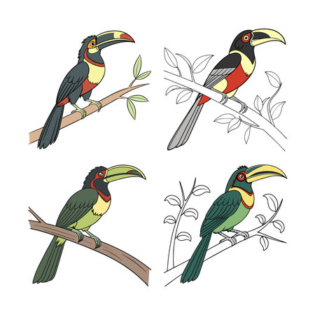 Realistic Collared Aracari Bird Illustrationのイラスト素材