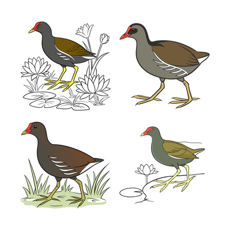 Realistic Common Moorhen Bird Illustrationのイラスト素材