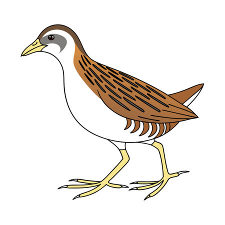 Bright Sora Bird Artworkのイラスト素材