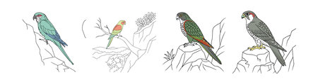 Cliff Parakeet Bird Realistic Illustration