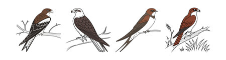 Realistic Brown-backed Needletail Bird Illustrationのイラスト素材