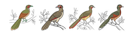 Charming Chachalaca Bird Designのイラスト素材