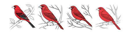 Crimson Finch Bird Realistic Illustrationのイラスト素材