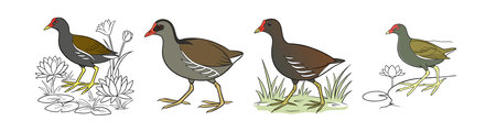Realistic Common Moorhen Bird Illustrationのイラスト素材