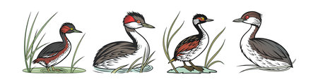Least Grebe Bird Realistic Illustration