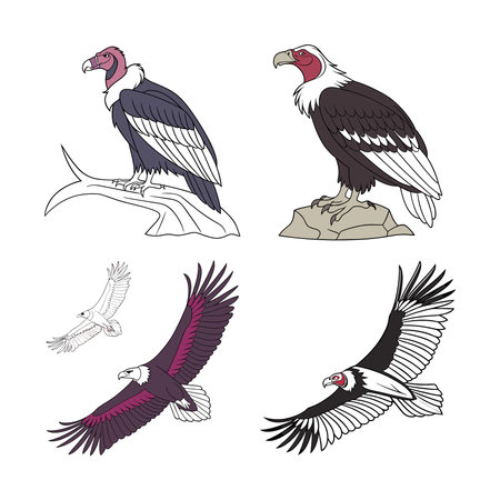 Realistic Andean Condor Illustrationのイラスト素材