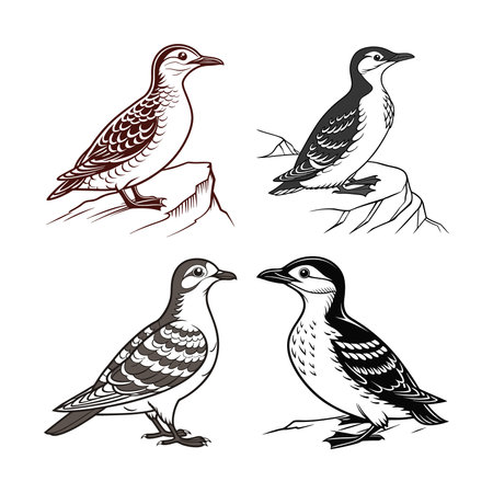 Charming Marbled Murrelet Bird Artworkのイラスト素材