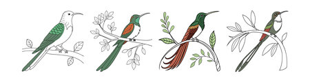 Realistic Booted Racket-Tail Illustrationのイラスト素材