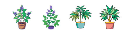 Stylish Catmint Plant Illustrationのイラスト素材