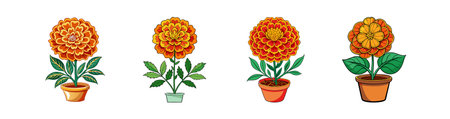 Vibrant Marigold Plant Design for Decorのイラスト素材