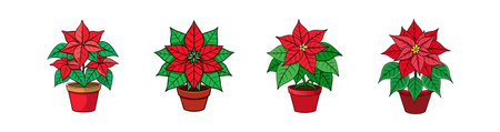 Vibrant Poinsettia Houseplant Designのイラスト素材