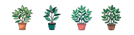 Bold Ruscus Houseplant Illustration Designのイラスト素材