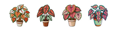 Artistic Rhizomatous Begonia Designのイラスト素材