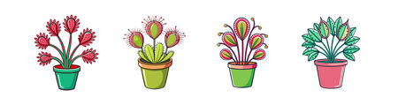 Stunning Sundew Houseplant Illustrationのイラスト素材