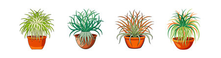 Bold Tillandsia Usneoides Houseplant Artworkのイラスト素材