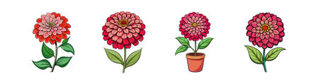 Vibrant Zinnia Elegans Plant Illustrationのイラスト素材