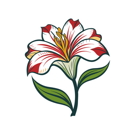 Unique Alstroemeria Flower Illustration Designのイラスト素材