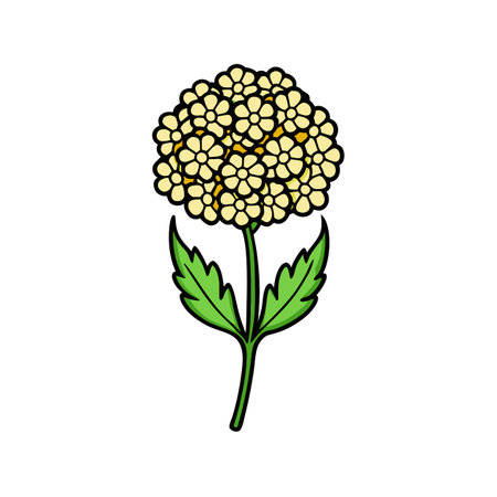 Beautiful Achillea Flower Illustration Designのイラスト素材