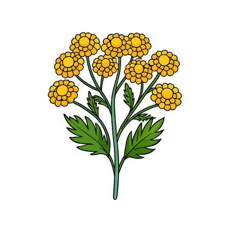 Vibrant Tansy Flower Illustration with Bold Outlineのイラスト素材