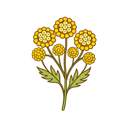 Charming Tansy Flower Illustration with Bold Outlineのイラスト素材