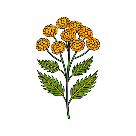 Stunning Tansy Flower Top Illustration with Bold Outlineのイラスト素材