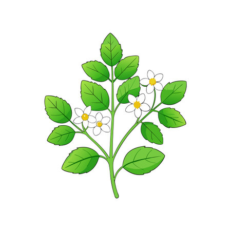 Fresh Lemon Balm Bouquet Flower Illustrationのイラスト素材