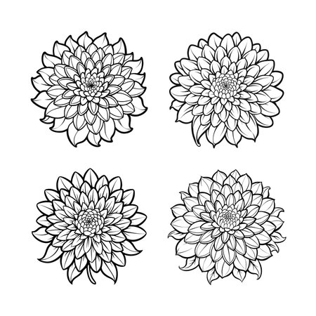 Stunning Chrysanthemum Top View Designのイラスト素材