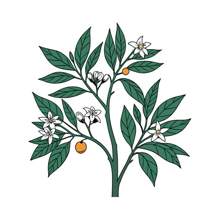 Elegant Bitter Orange Tree Houseplant Designのイラスト素材