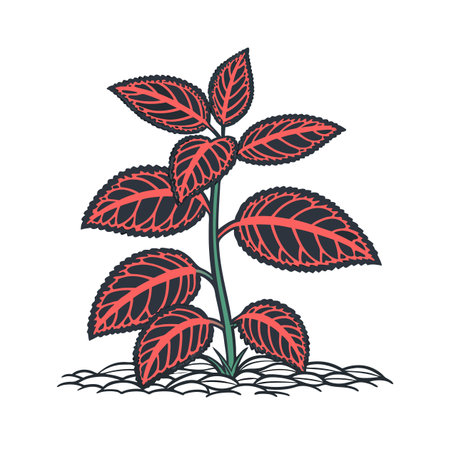 Charming Iresine Herbstii Artのイラスト素材