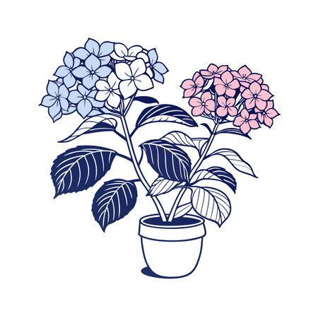 Stylish Hydrangea Houseplant Illustrationのイラスト素材