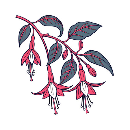 Stylish Hatiora Houseplant Outline Artのイラスト素材