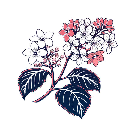 Stylish Hydrangea Quercifolia Plant Illustrationのイラスト素材