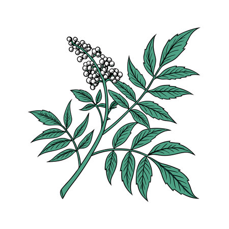 Elegant Mahonia Houseplant Designのイラスト素材