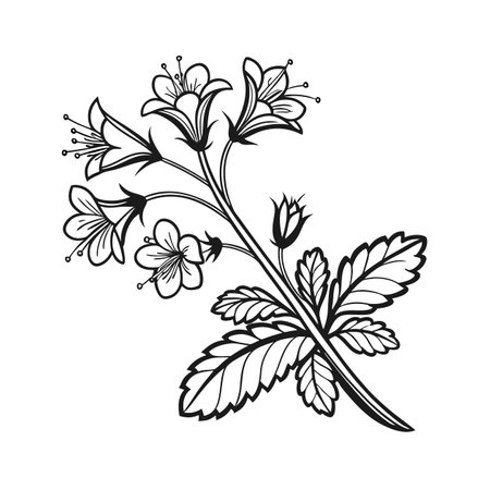 Phacelia Campanularia Houseplant Bold Outline Designのイラスト素材