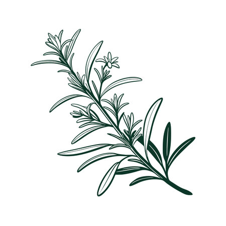 Artistic Rosemary Houseplant Artworkのイラスト素材