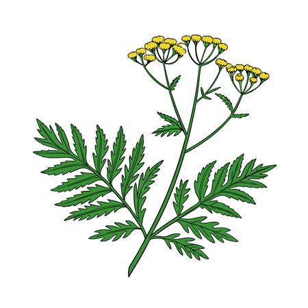 Artistic Tansy Houseplant Illustrationのイラスト素材