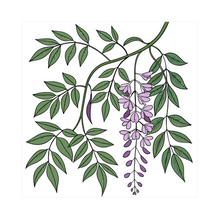 Elegant Wisteria Houseplant Illustrationのイラスト素材