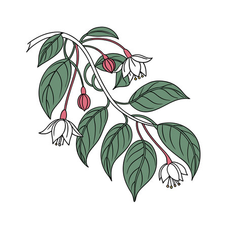 Bold Weeping Fig Houseplant Artworkのイラスト素材