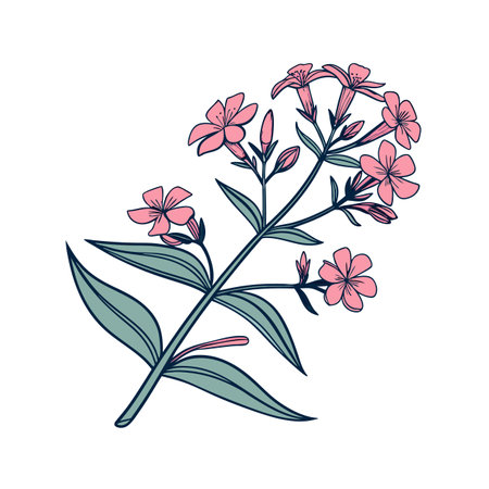 Elegant Saponaria Houseplant Vector Designのイラスト素材