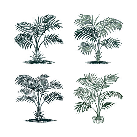 Bold Areca Palm Houseplant Graphicのイラスト素材