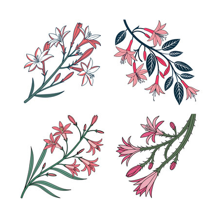 Hatiora Gaertneri Houseplant Bold Outline Designのイラスト素材