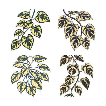 Stylish Golden Pothos Houseplant Designのイラスト素材