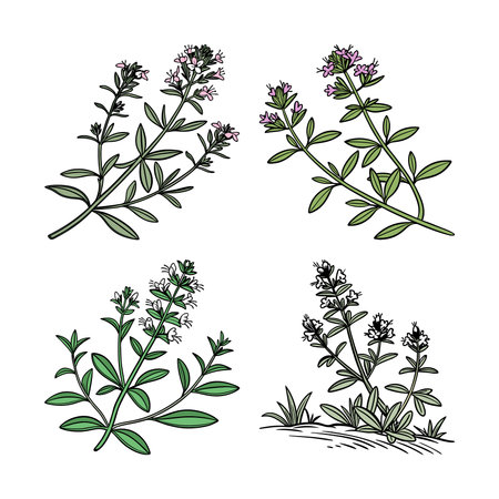 Charming Wild Thyme Houseplant Designのイラスト素材