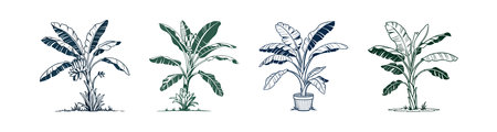 Bold Cavendish Banana Plant Designのイラスト素材