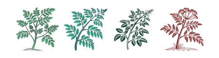 Moringa Houseplant Bold Outline Designのイラスト素材
