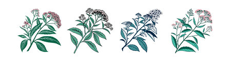 Bold Spiraea Japonica Houseplant Artwork