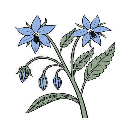 Vibrant Borage Flower Art Designのイラスト素材
